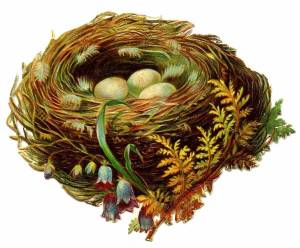 Раскраска гнездо для детей #23 #250805