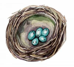 Раскраска гнездо для детей #25 #250807