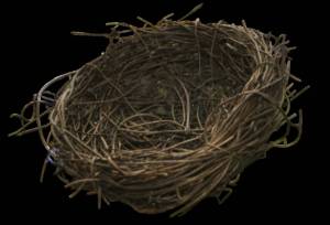 Раскраска гнездо для детей #31 #250813