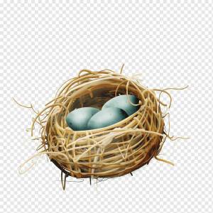 Раскраска гнездо для детей #35 #250817