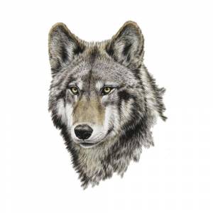 Раскраска голова волка #5 #251363