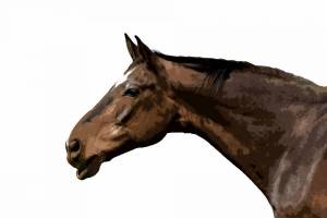 Раскраска голова лошади #4 #251620