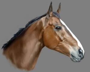Раскраска голова лошади #12 #251628