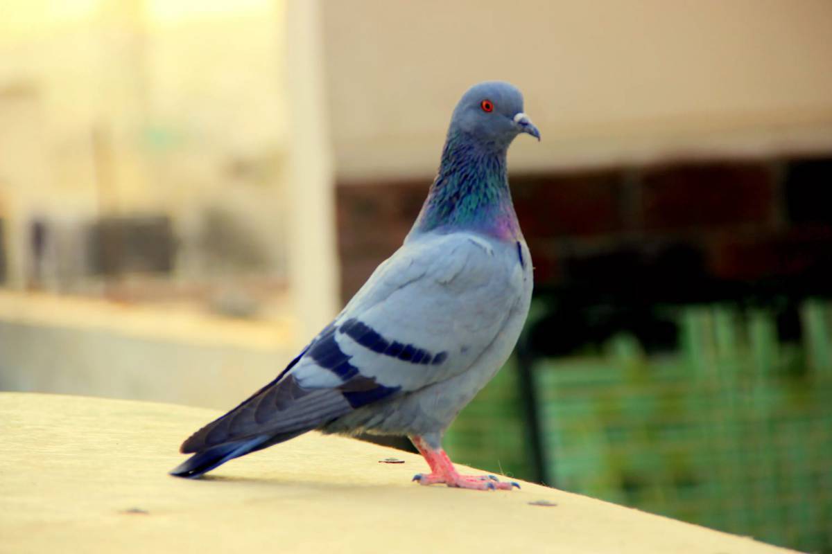 Голубь обыкновенный. Высоколётные голуби Турман. Пигеон голубь. Венценосный голубь. Берберийский голубь.