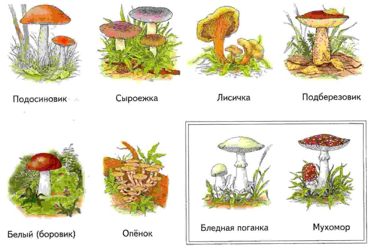 Грибы для дошкольников в картинках