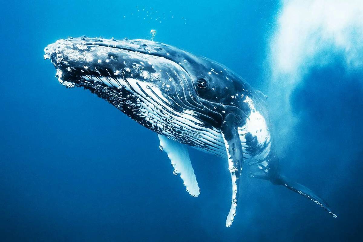 Горбатый кит #1