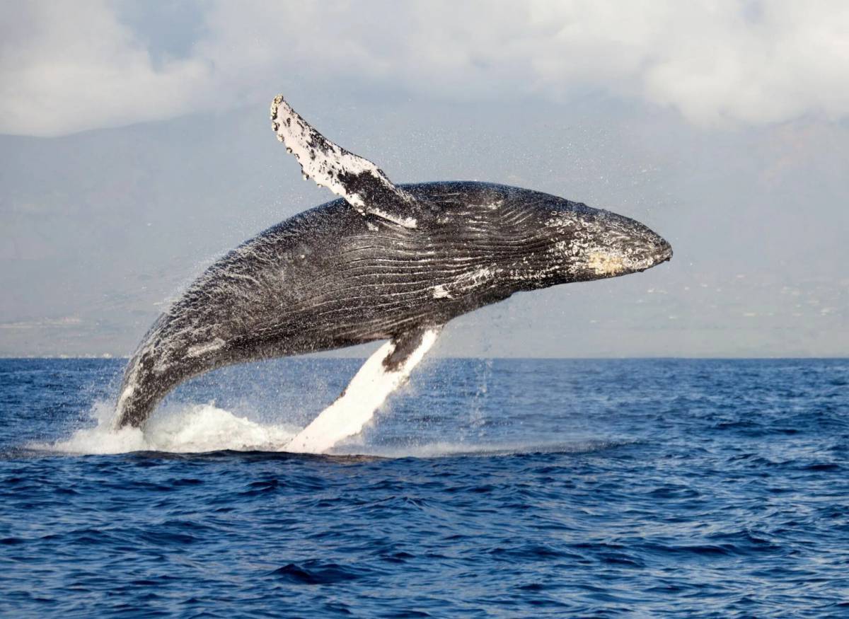 Горбатый кит #2