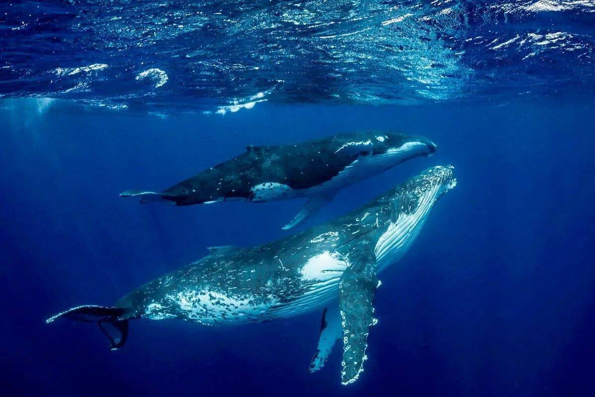 Горбатый кит #3