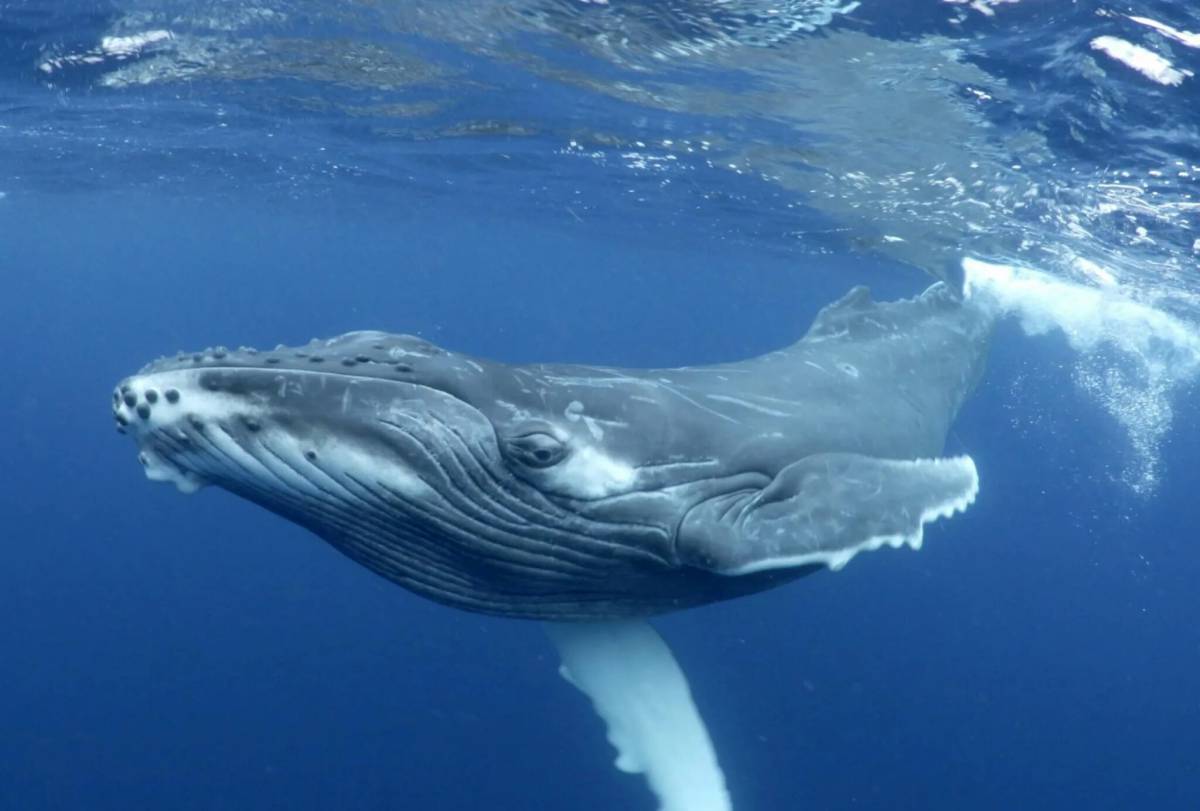 Горбатый кит #4