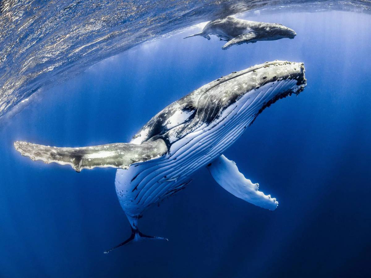 Горбатый кит #5