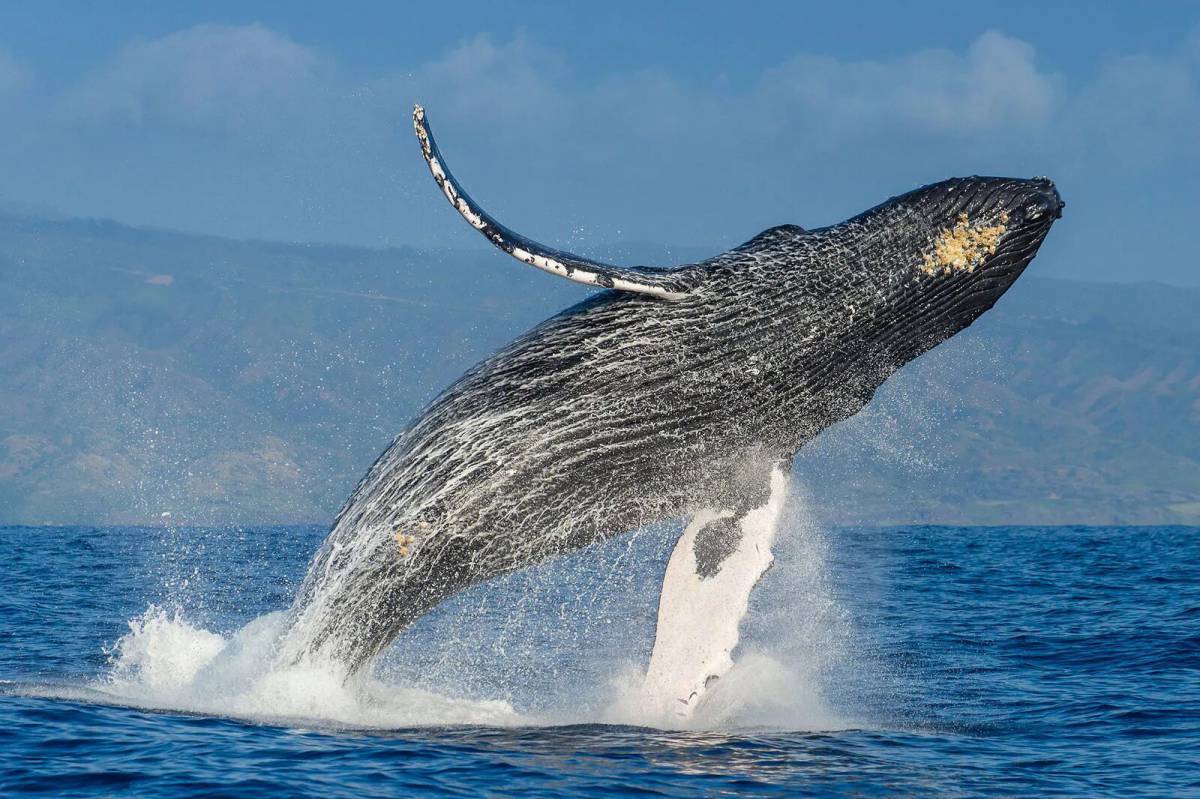 Горбатый кит #6
