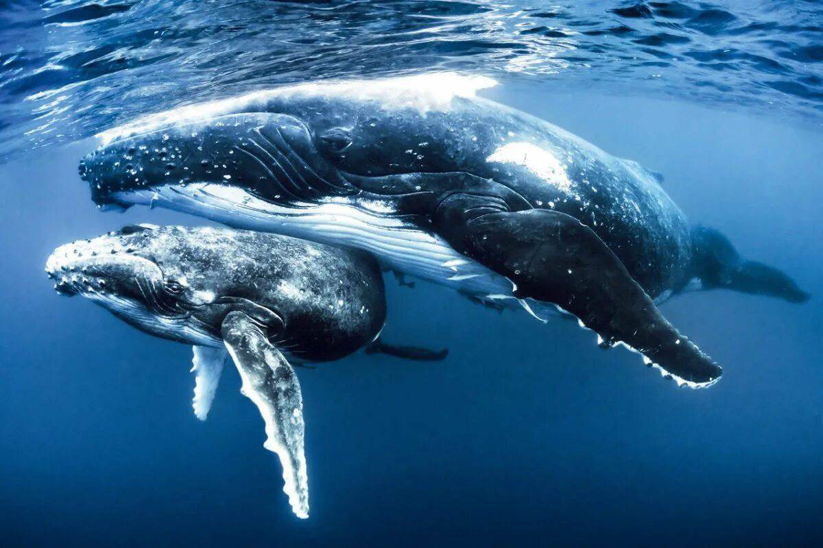 Горбатый кит #7
