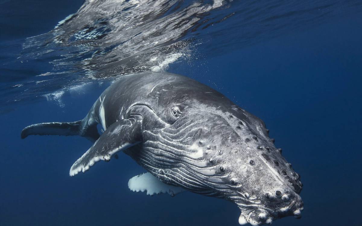 Горбатый кит #8
