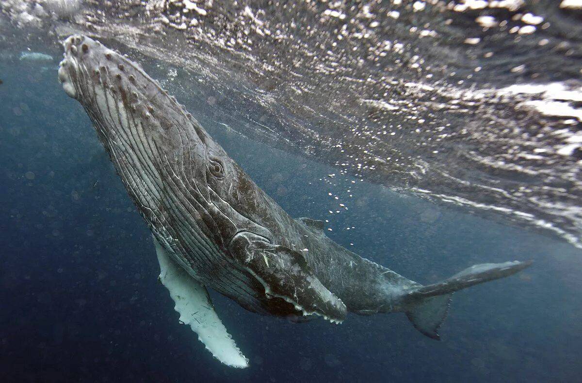 Горбатый кит #10