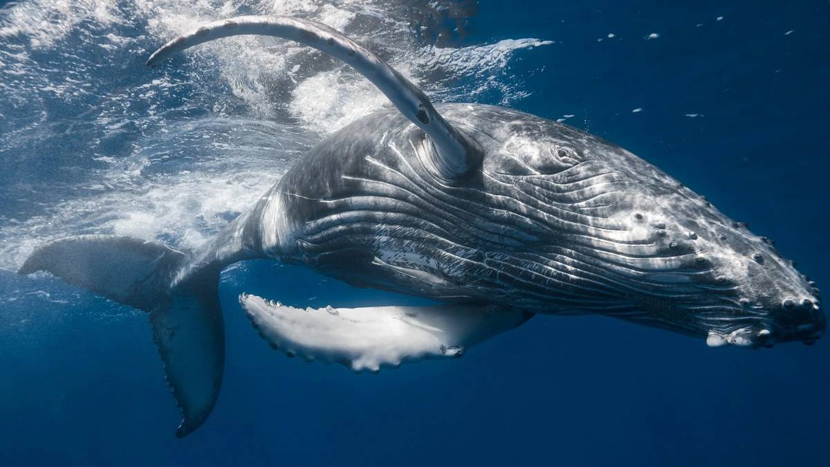 Горбатый кит #12