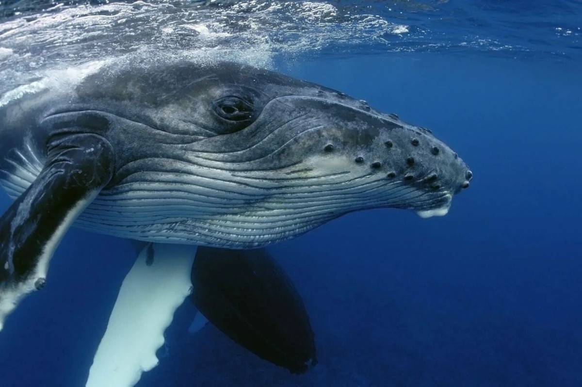Горбатый кит #14