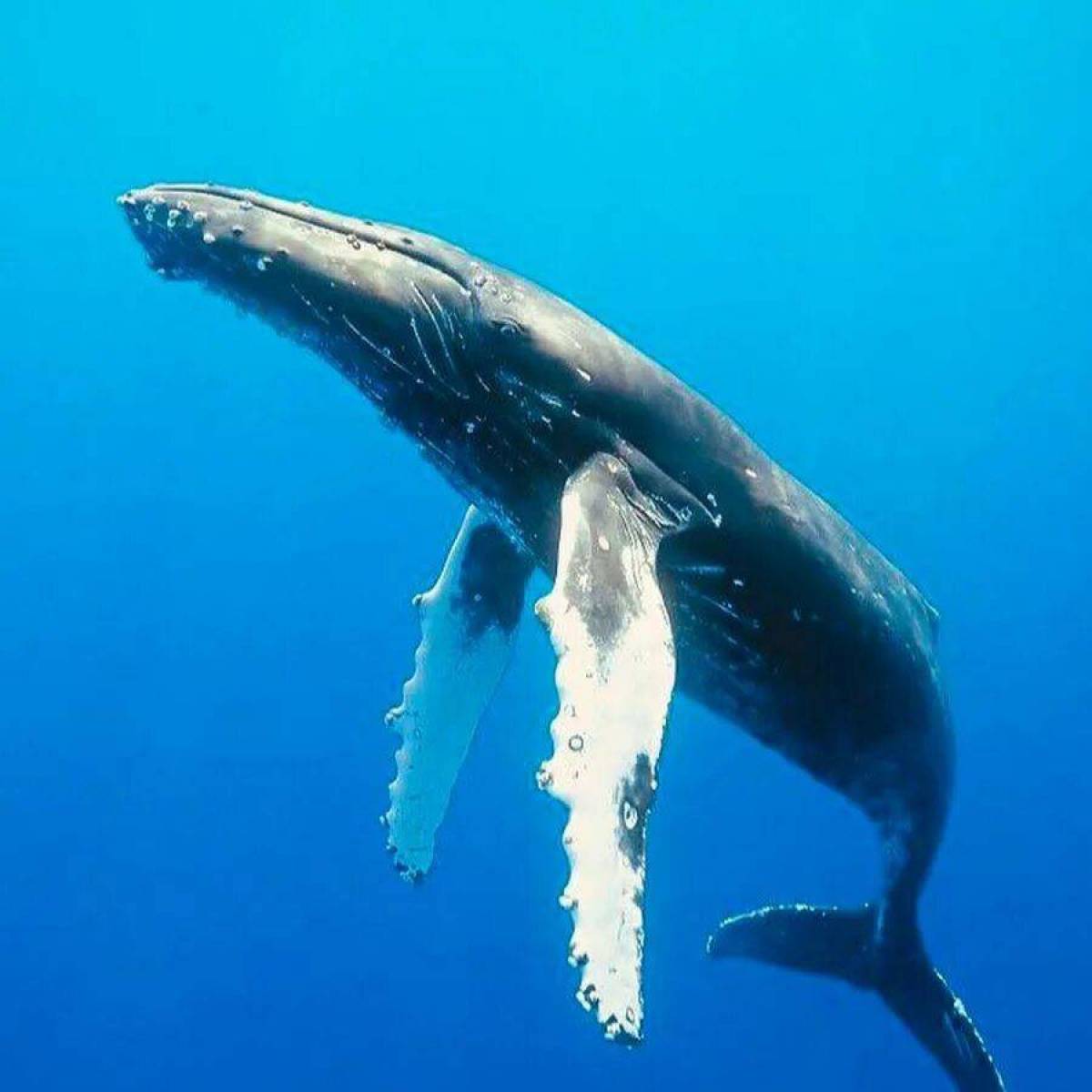 Горбатый кит #15