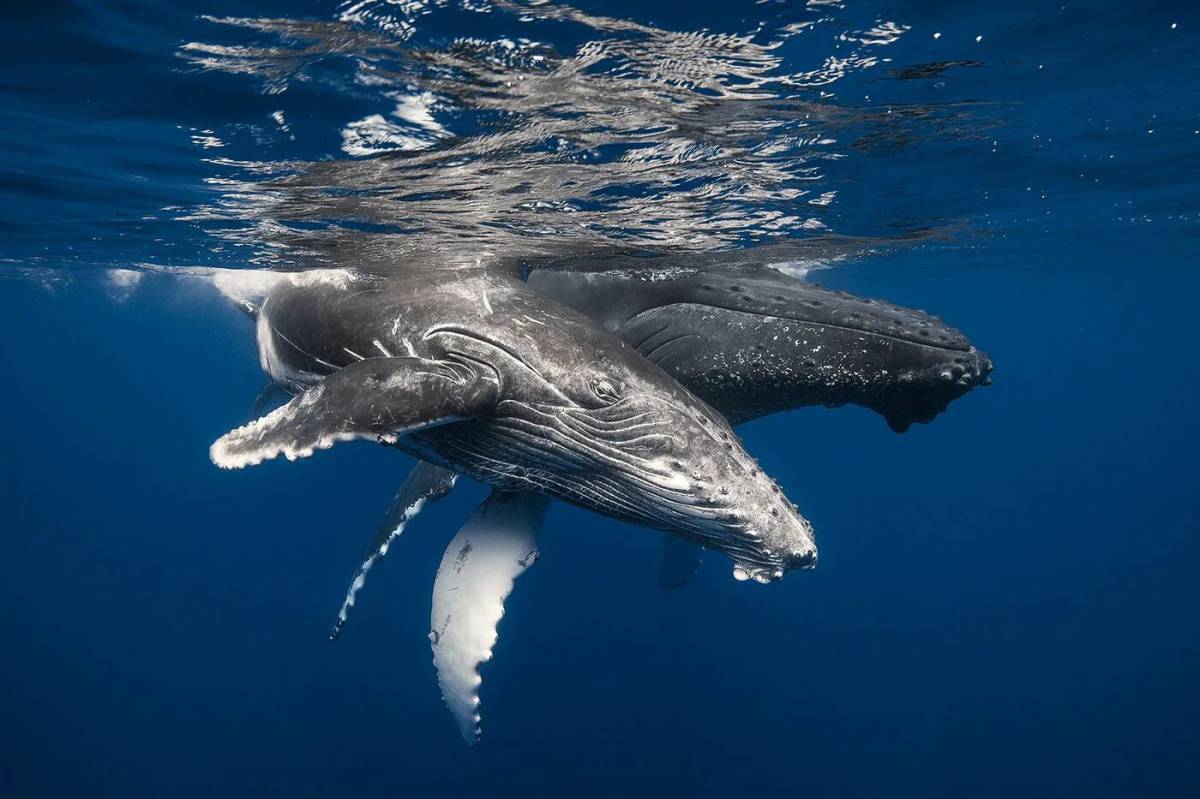 Горбатый кит #17