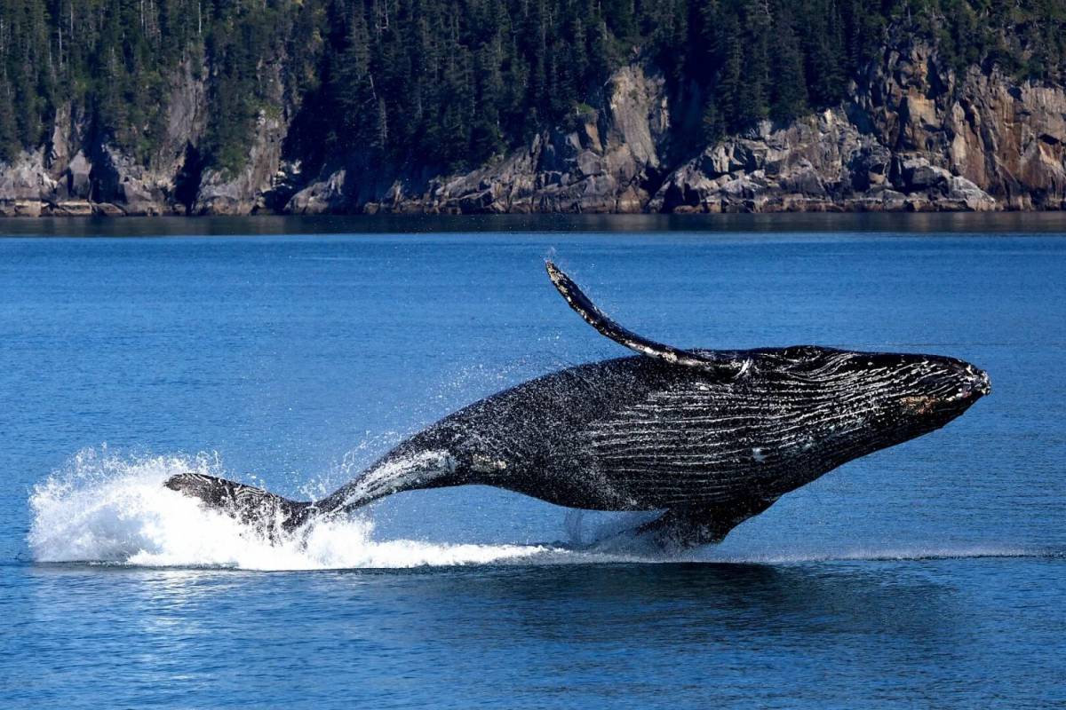 Горбатый кит #18