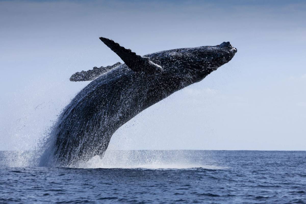 Горбатый кит #19