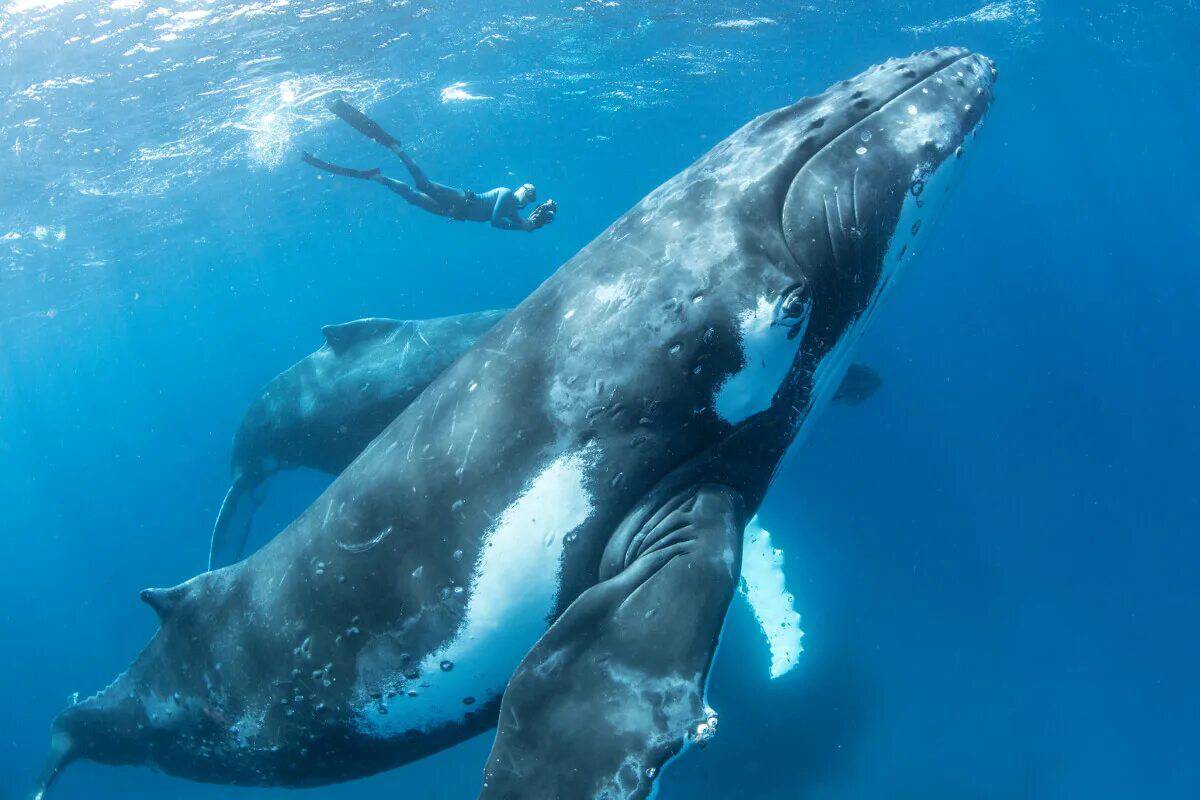 Горбатый кит #20