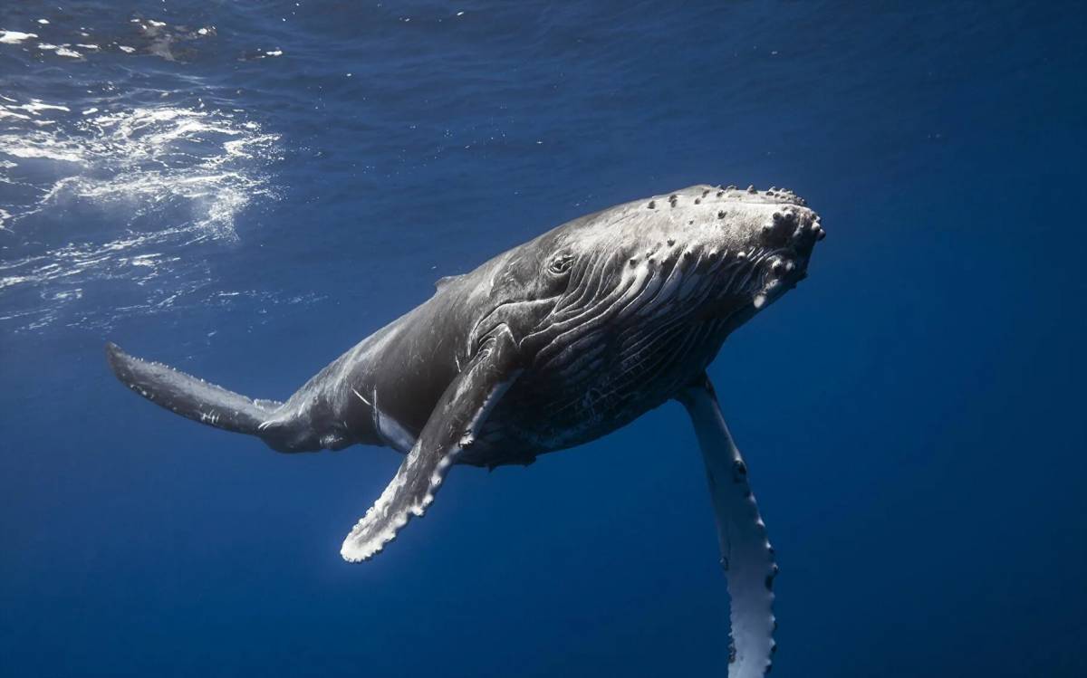 Горбатый кит #22