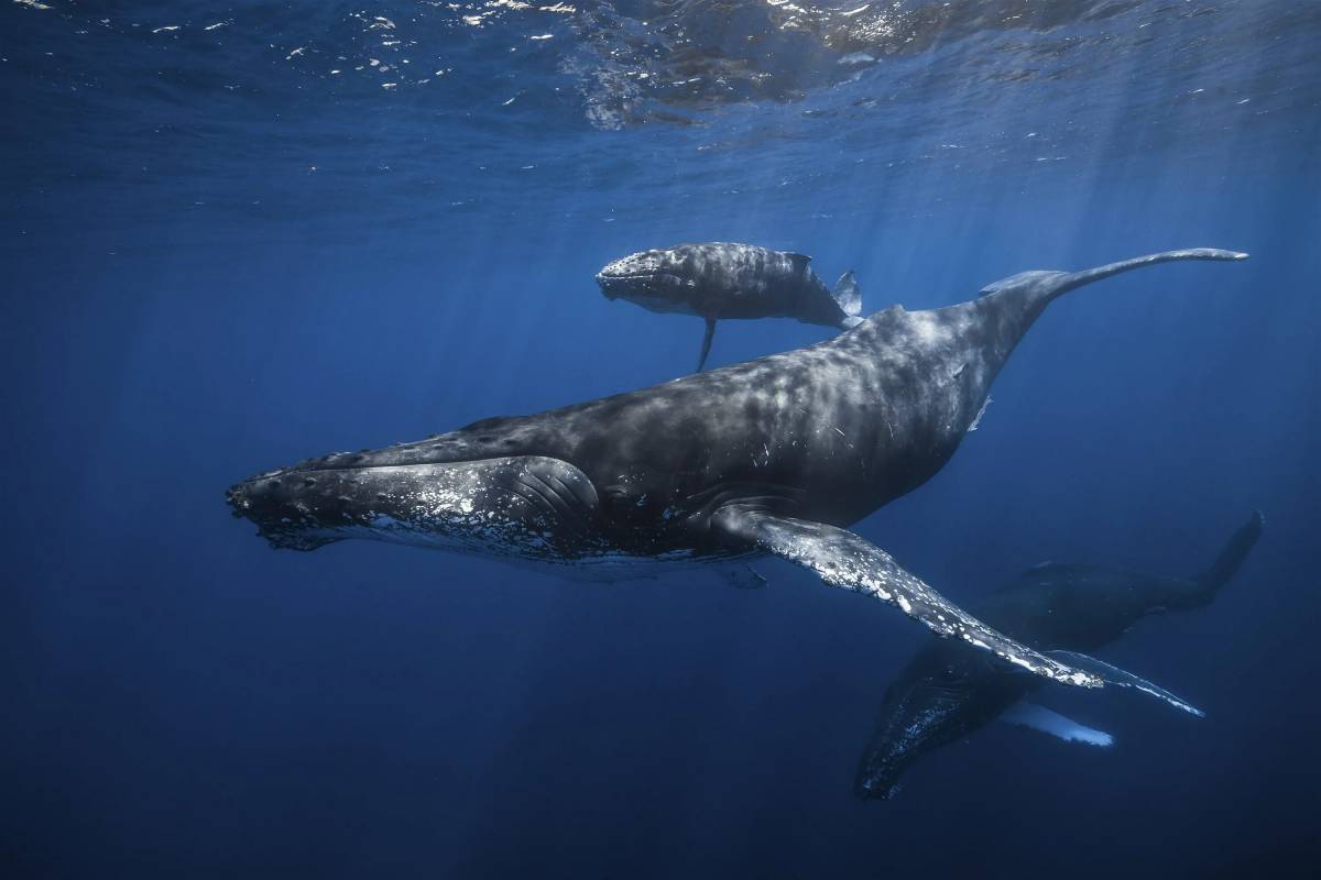 Горбатый кит #23