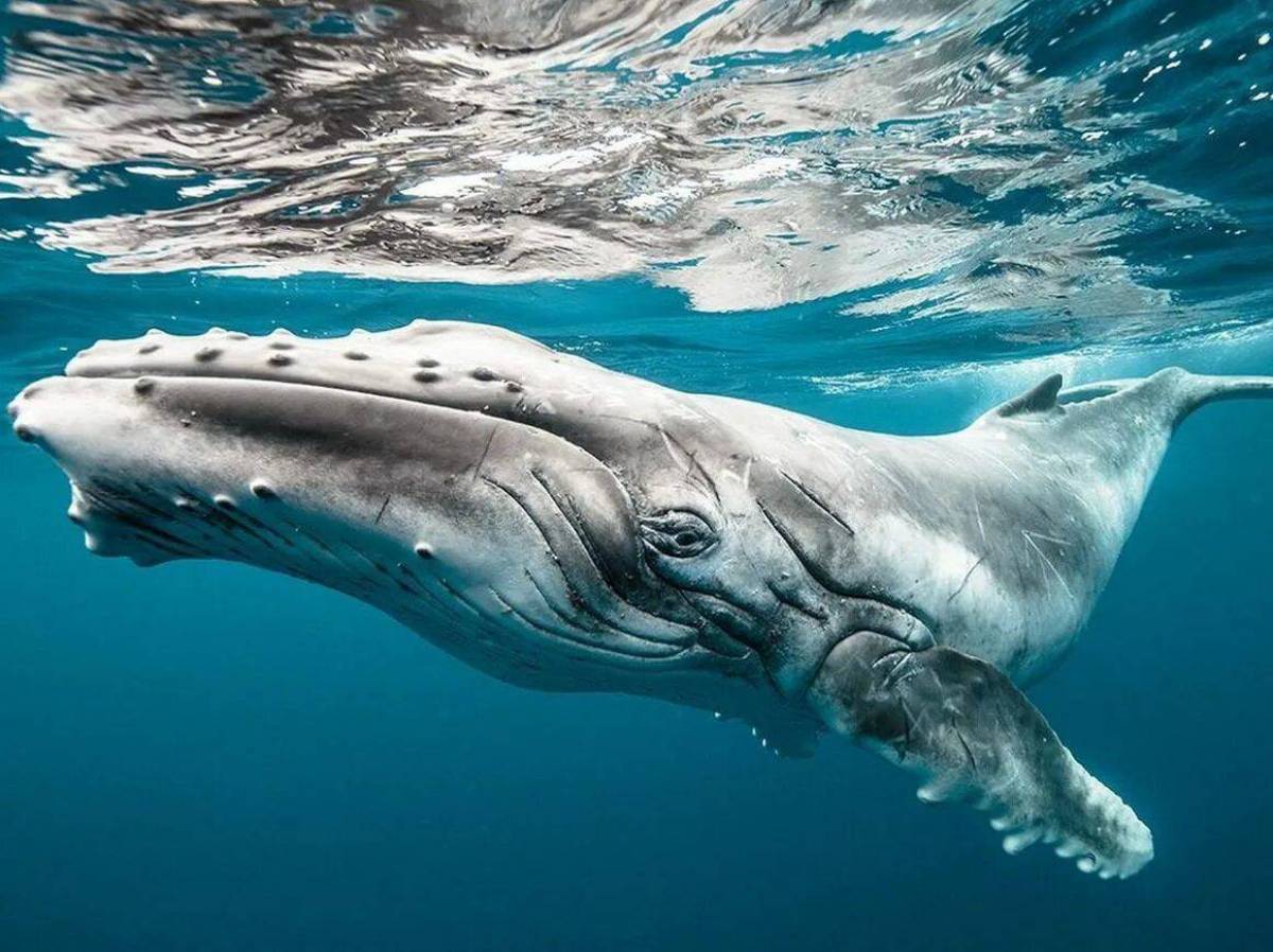 Горбатый кит #24