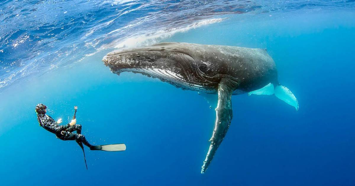 Горбатый кит #25