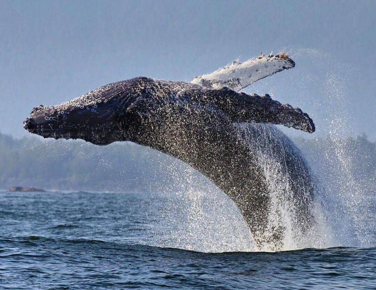 Горбатый кит #26