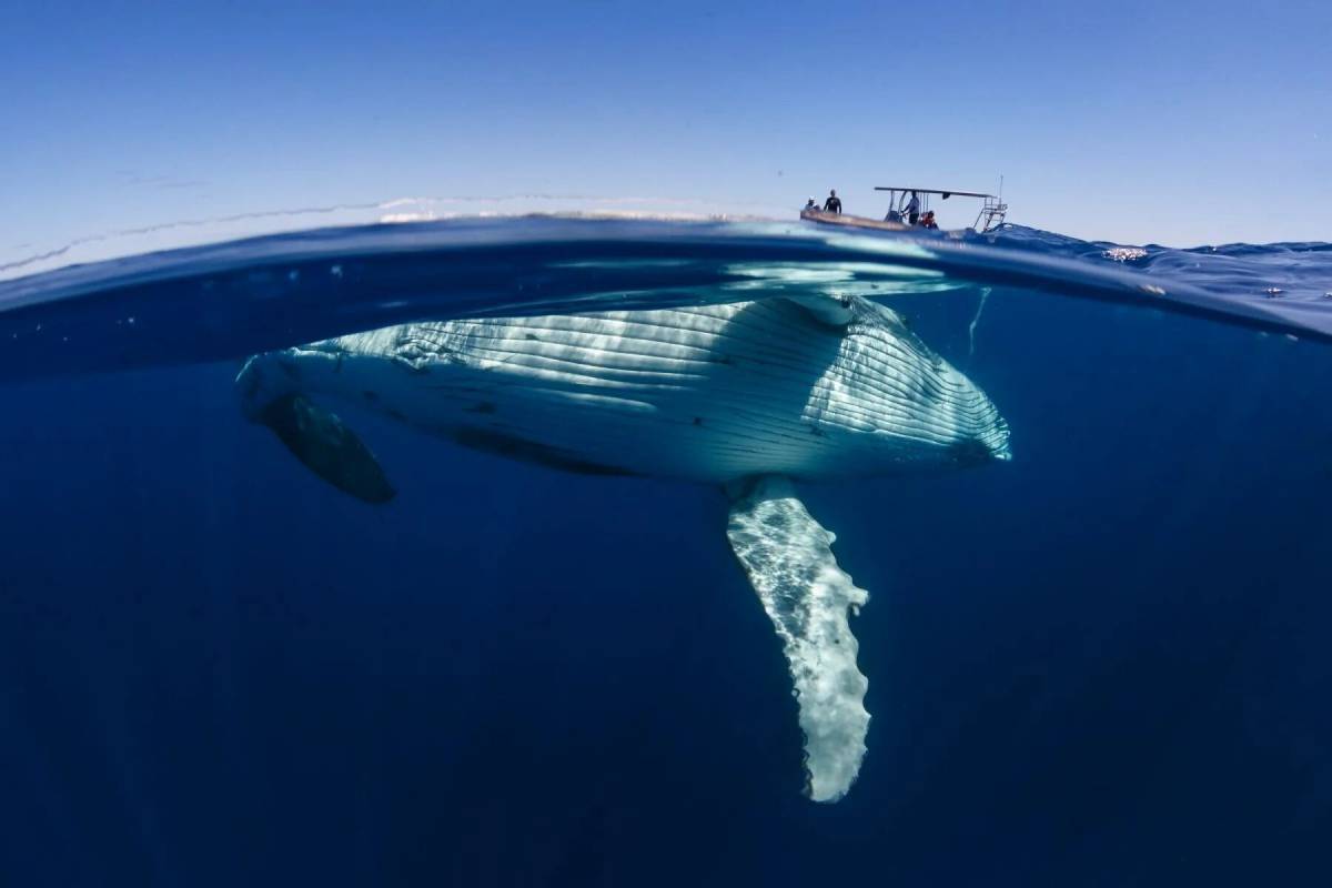 Горбатый кит #27