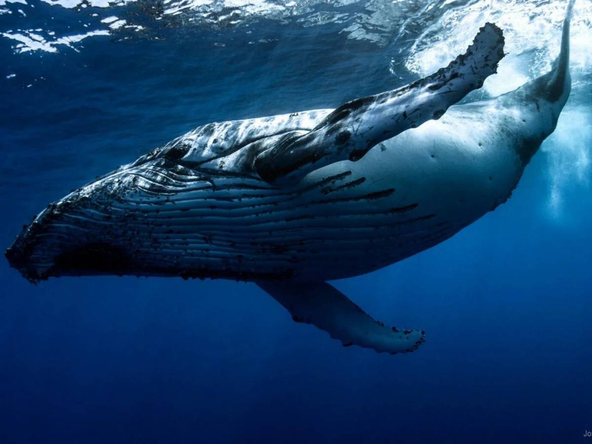 Горбатый кит #28