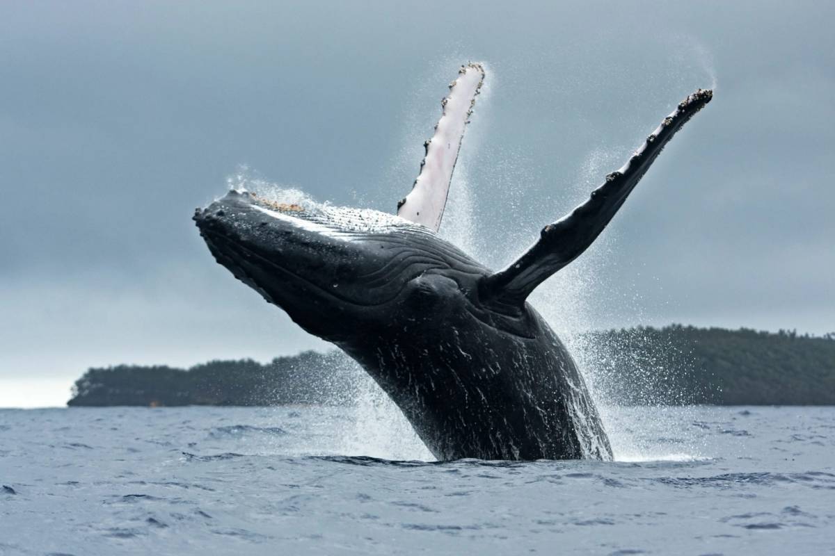 Горбатый кит #29