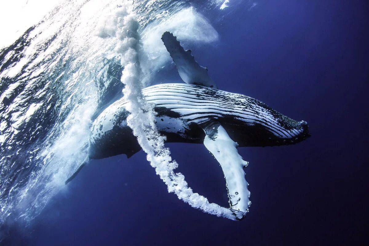 Горбатый кит #30