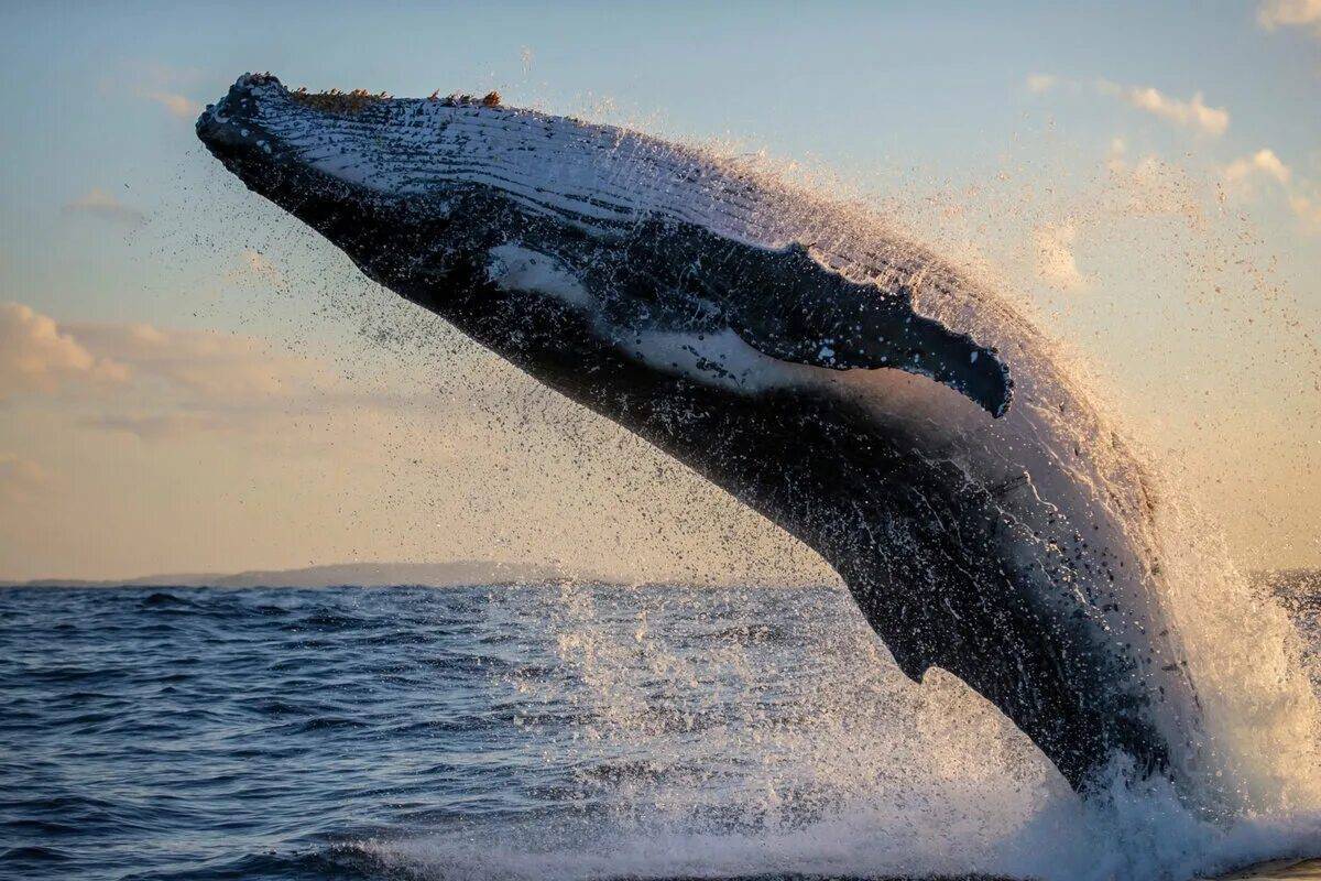 Горбатый кит #31