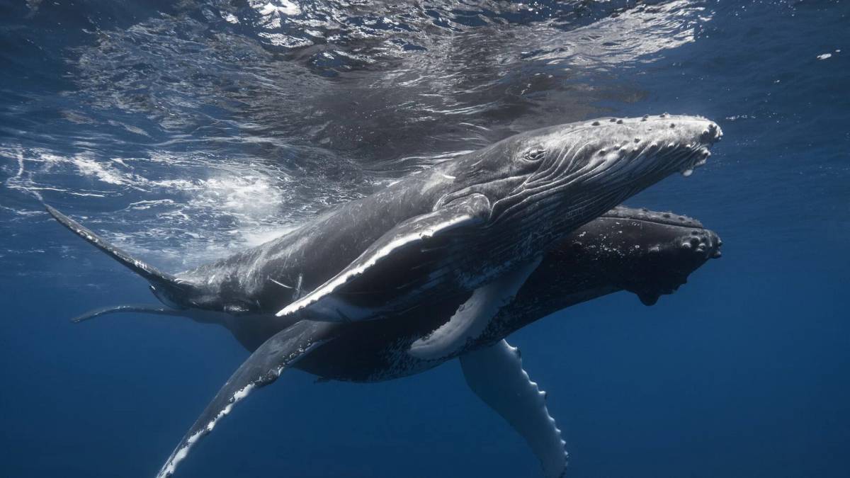 Горбатый кит #32