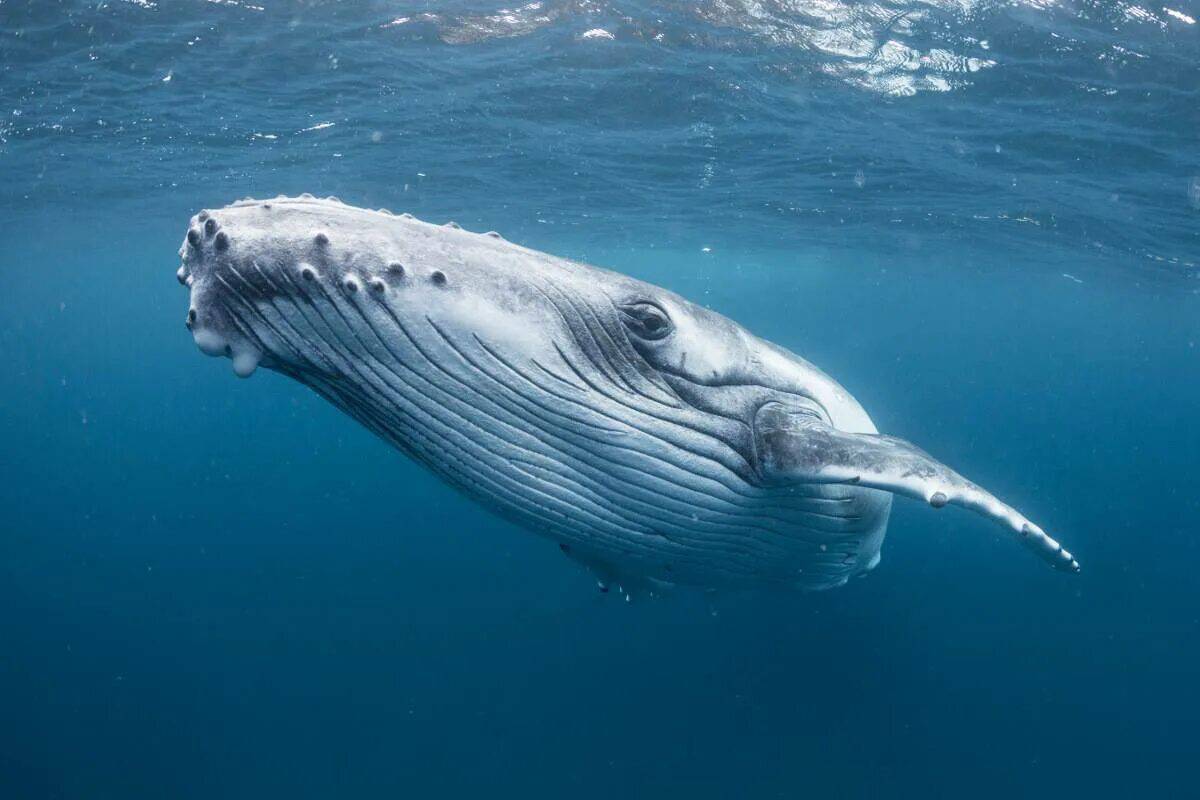 Горбатый кит #34