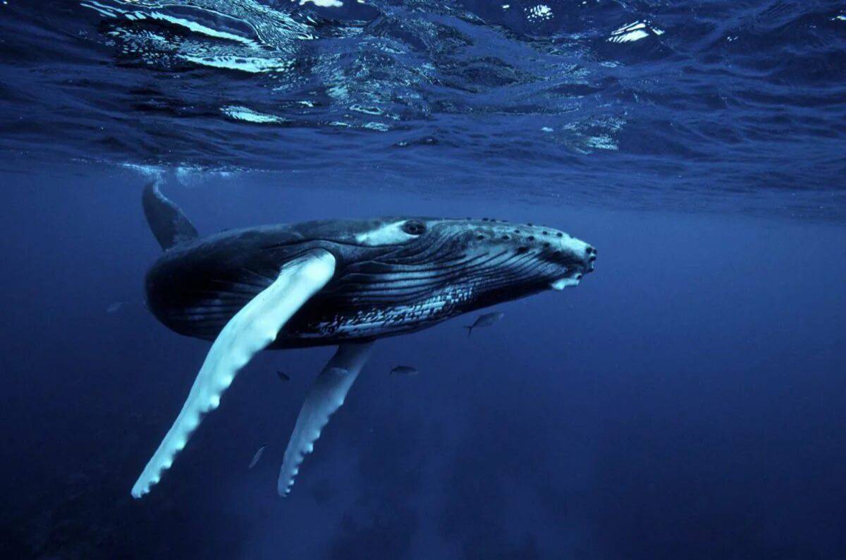 Горбатый кит #36