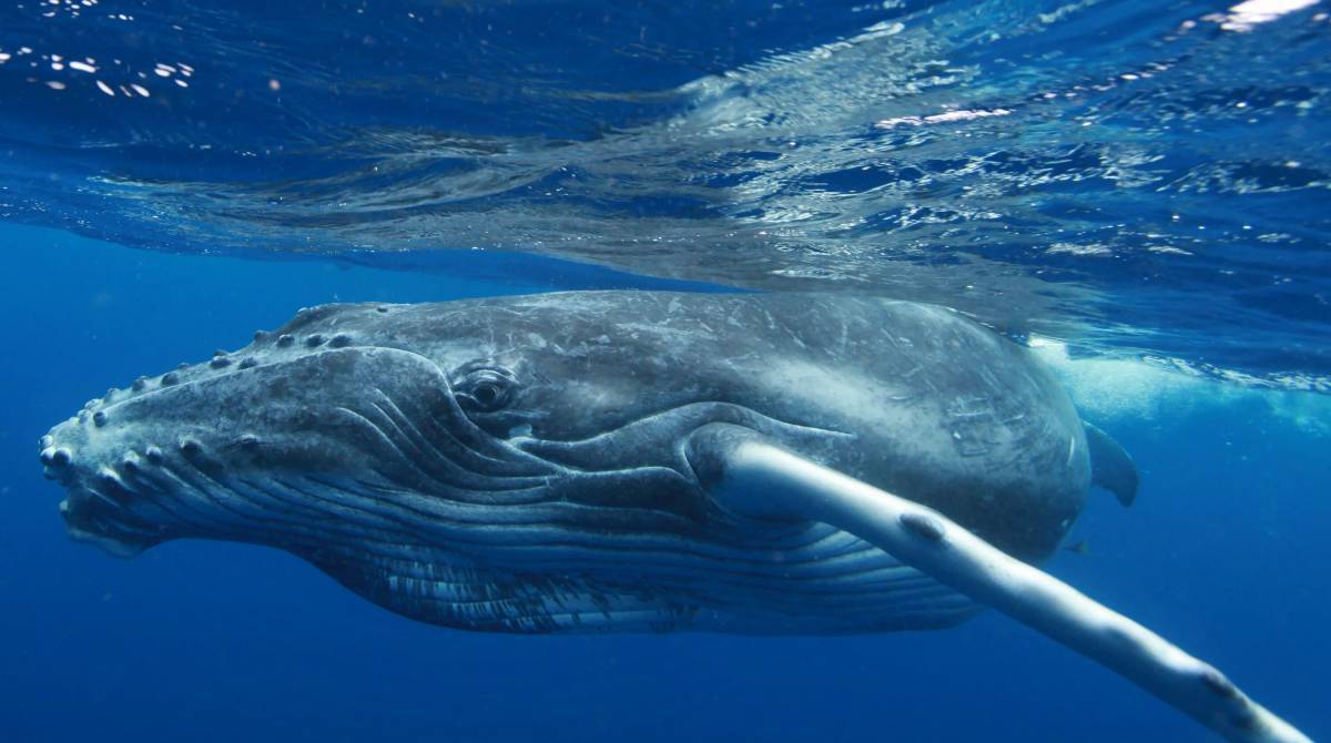 Горбатый кит #37