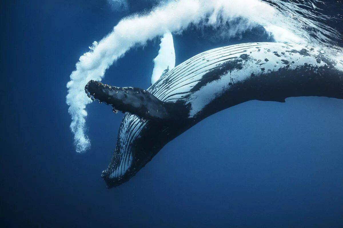Горбатый кит #38