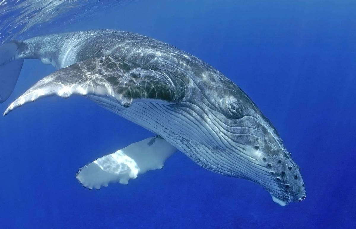 Горбатый кит #39