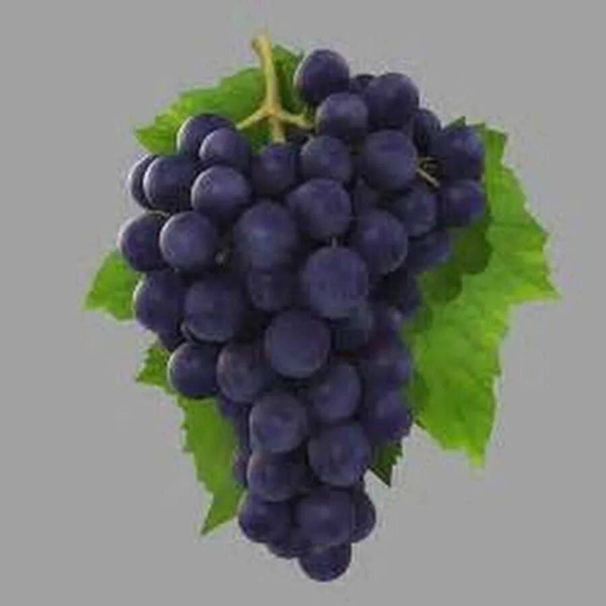 Гроздь винограда #16