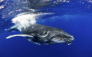 Раскраска горбатый кит #11 #252545