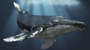 Раскраска горбатый кит #13 #252547