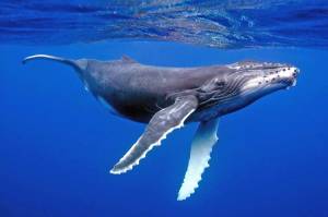 Раскраска горбатый кит #16 #252550