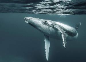 Раскраска горбатый кит #21 #252555