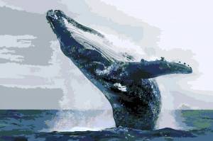 Раскраска горбатый кит #33 #252567