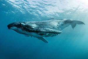 Раскраска горбатый кит #35 #252569