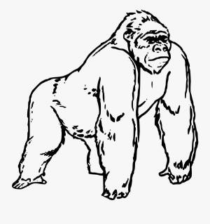 Раскраска горилла для детей #28 #252640
