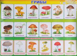 Раскраска грибы для детей 6 7 лет #2 #255293
